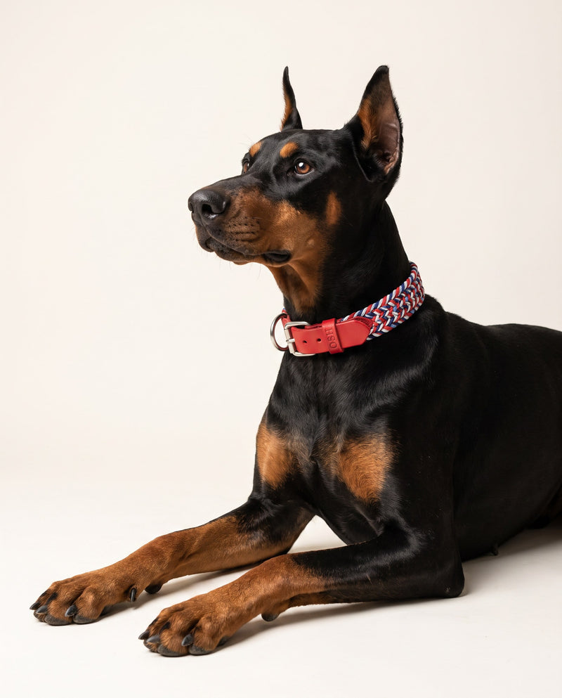 Braided dog collar & leash — French Nautica