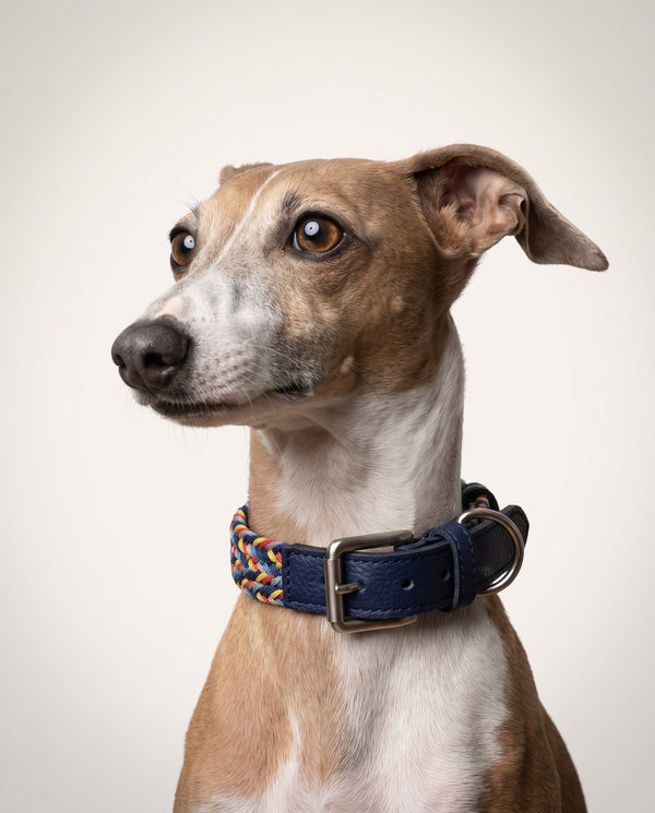 Braided dog collar & leash — Blueberry Swirl