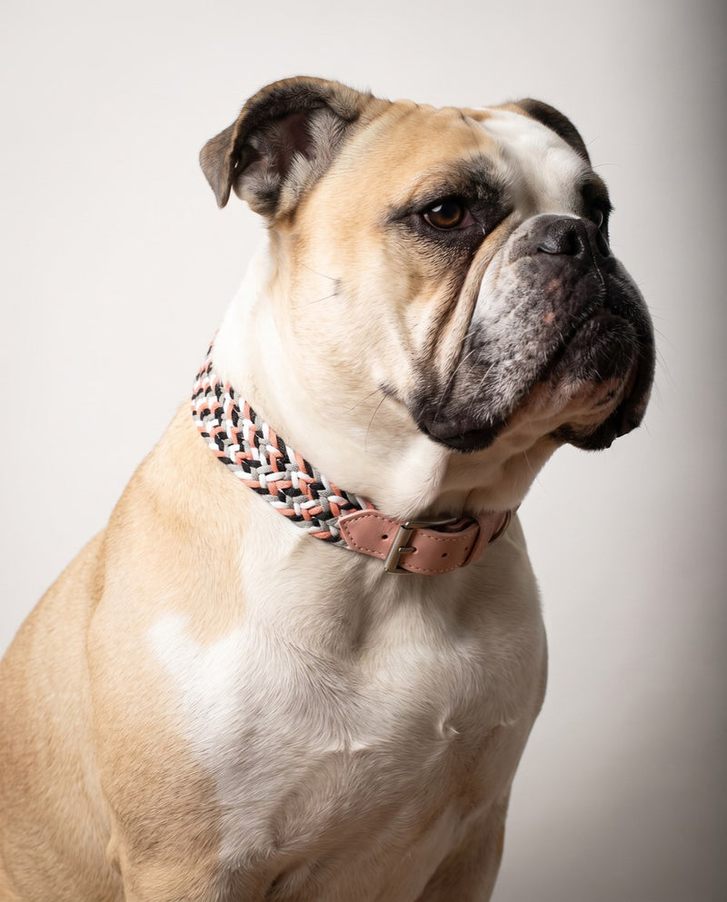 Braided dog collar & leash — Chloe