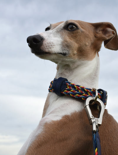 Dog Collar and Leash Set - Blueberry Swirl