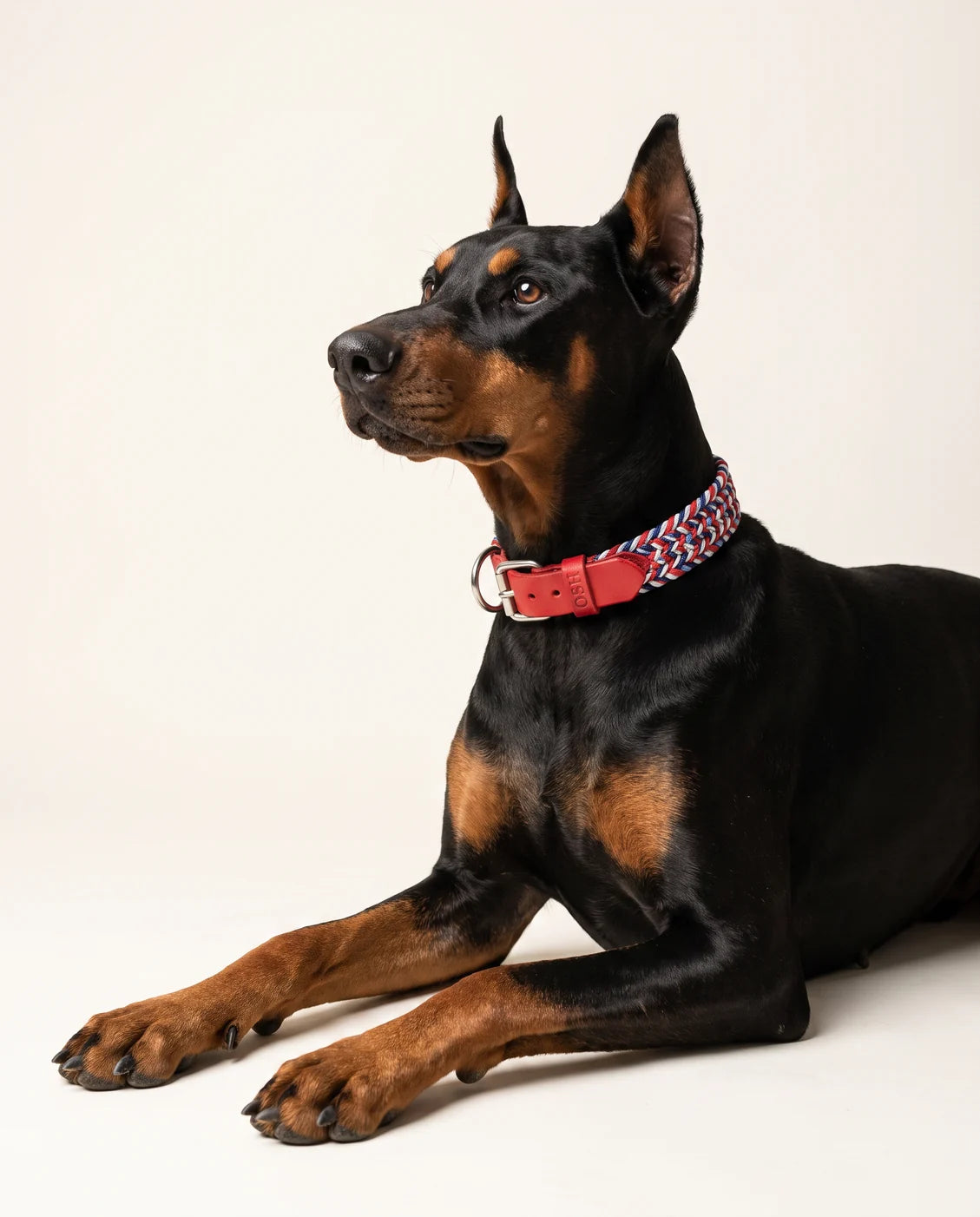Braided dog collar & leash — French Nautica