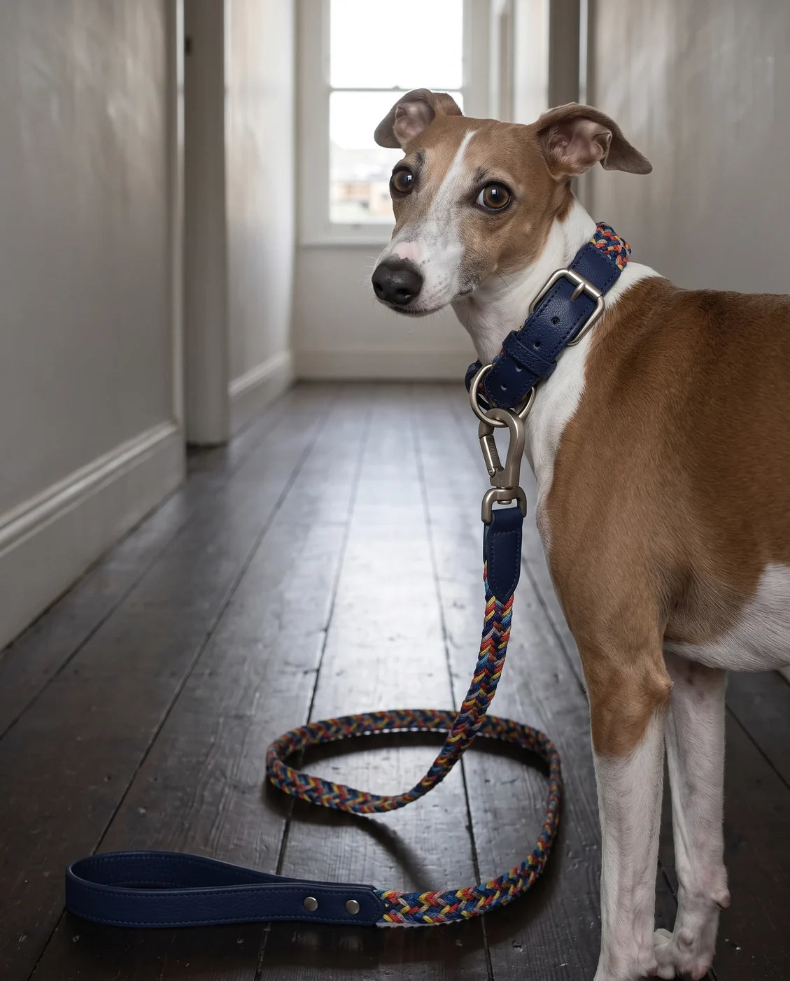 Braided dog collar & leash — Blueberry Swirl — worn