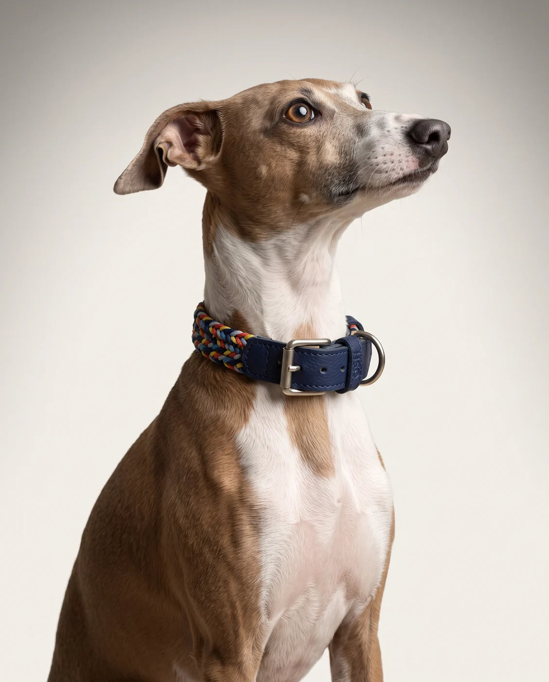 Braided dog collar & leash — Blueberry Swirl