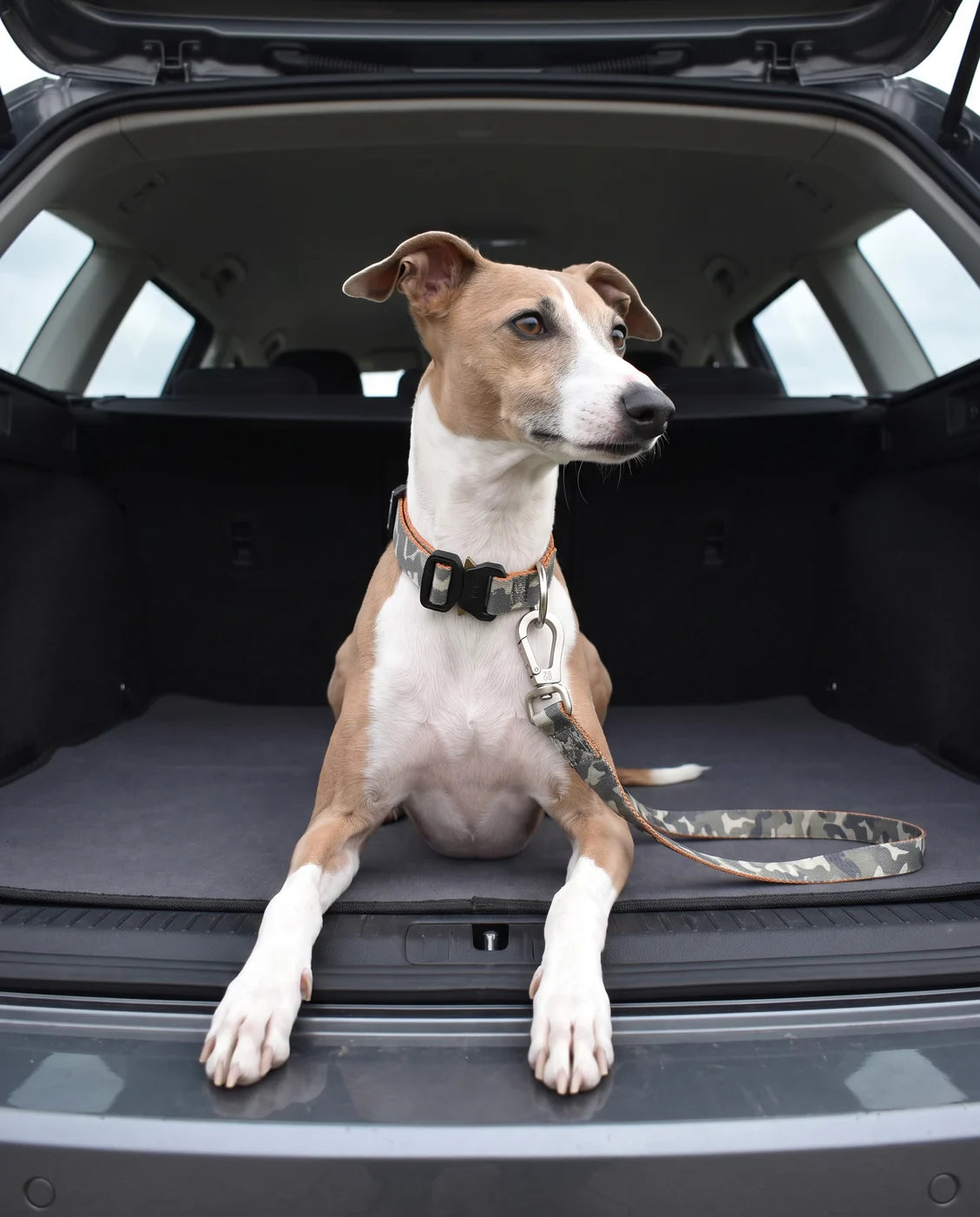 Camo collar & lead — worn