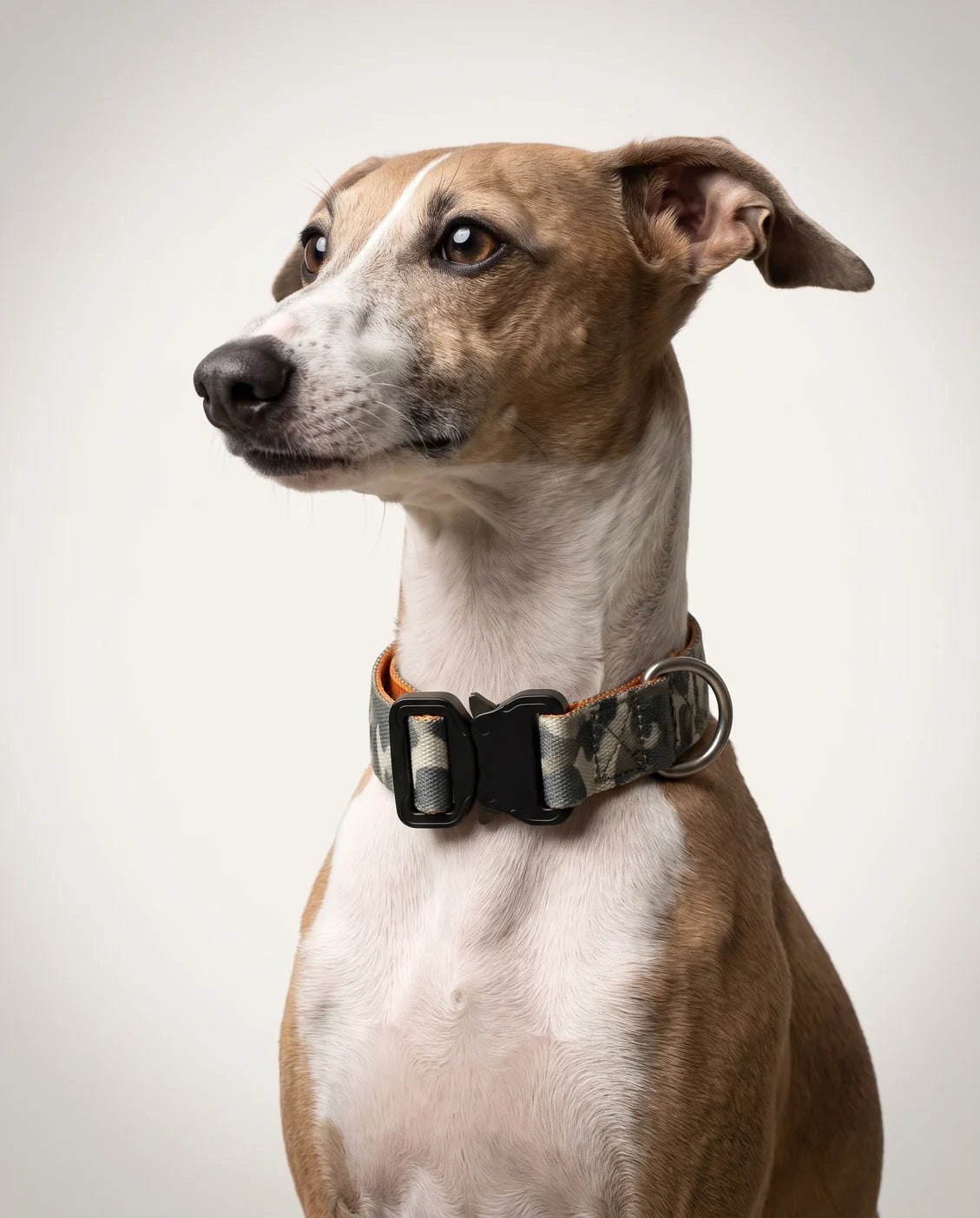 Camo collar & lead