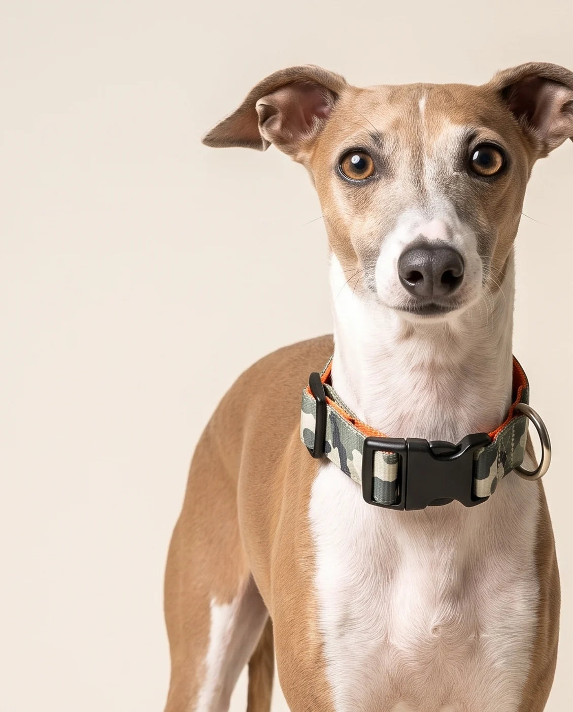 Camo collar & lead