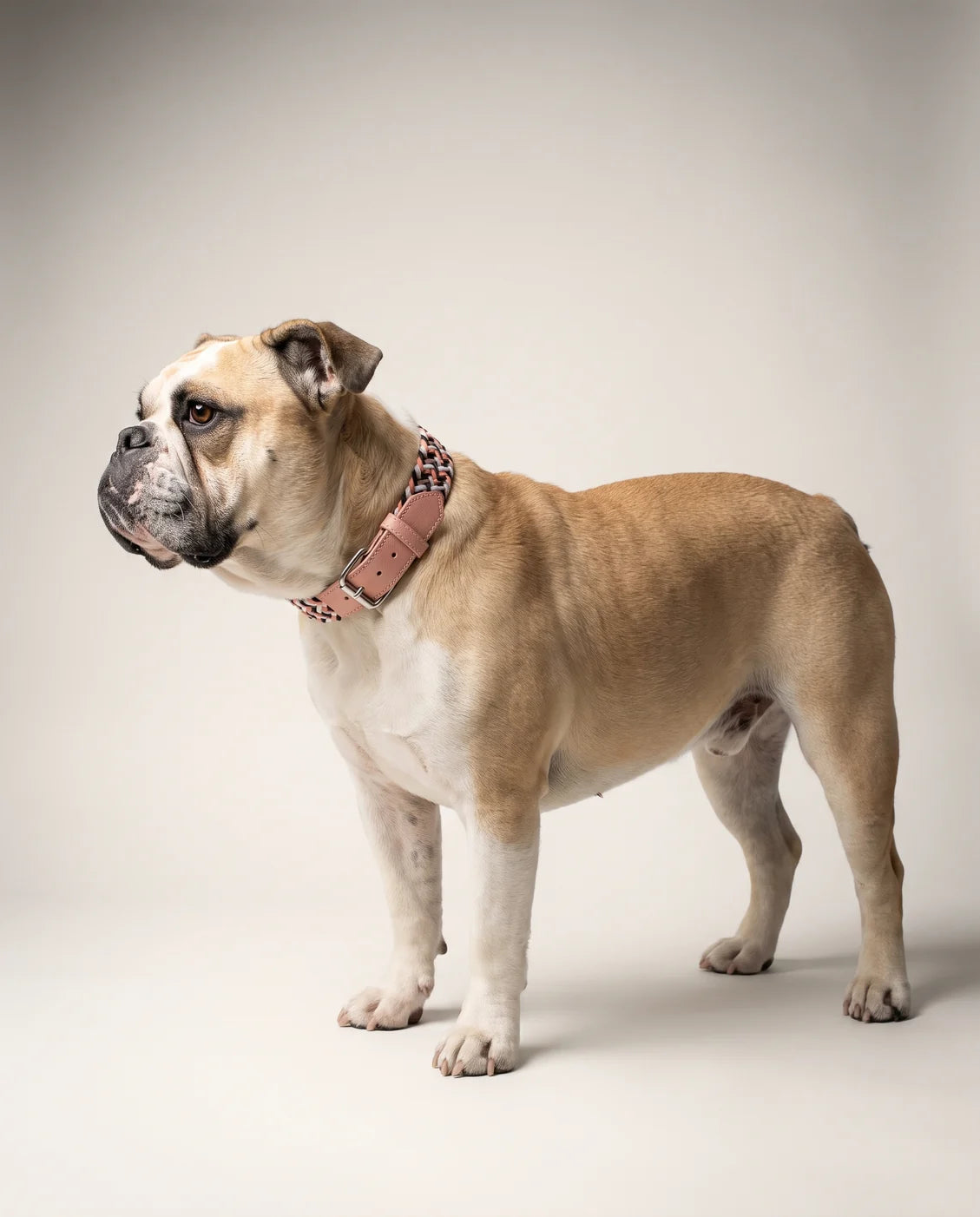 Braided dog collar & leash — Chloe